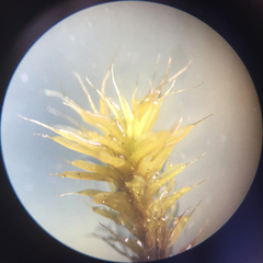 Syntrichia antarctica