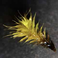 Syntrichia antarctica