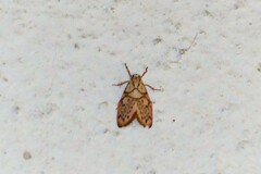 Miltochrista irregularis