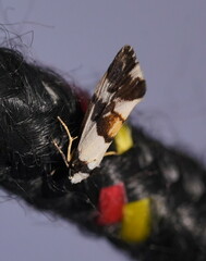 Philenora aspectalella