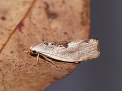 Tymbophora peltastis