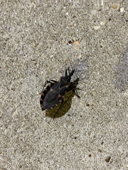 Triatoma gerstaeckeri
