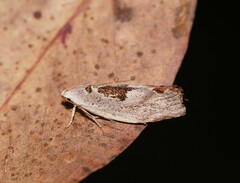 Tymbophora peltastis