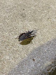 Triatoma gerstaeckeri