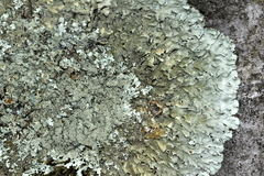 Xanthoparmelia plittii