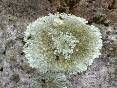 Xanthoparmelia plittii