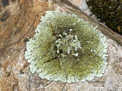 Xanthoparmelia plittii