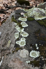 Xanthoparmelia plittii