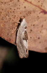 Tymbophora peltastis