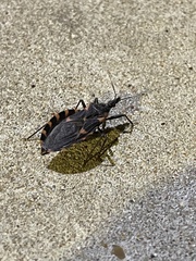Triatoma gerstaeckeri