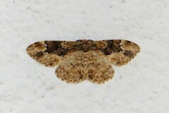 Parapholodes fuliginea