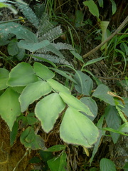Adiantum macrophyllum