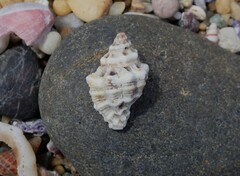 Murichorda fiscellum