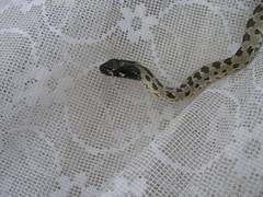 Hemorrhois ravergieri