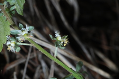 Reseda phyteuma