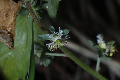 Reseda phyteuma