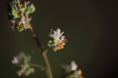 Reseda phyteuma