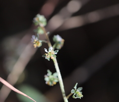 Reseda phyteuma