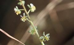Reseda phyteuma