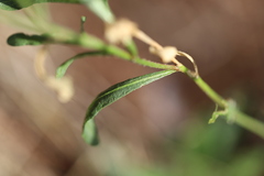 Reseda phyteuma