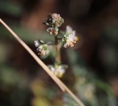 Reseda phyteuma