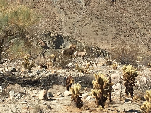 iNaturalist observation photo of Desert Bighorn Sheep