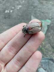 Melolontha hippocastani