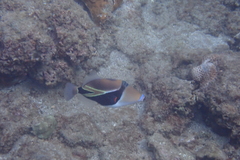 Rhinecanthus rectangulus