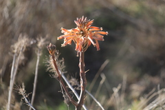 Aloe maculata