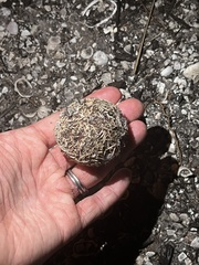 Lytechinus variegatus