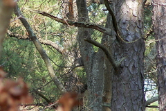 Sciurus niger cinereus