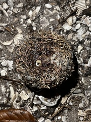 Lytechinus variegatus