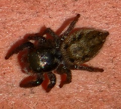 Habronattus pyrrithrix
