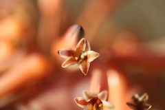 Aloe maculata