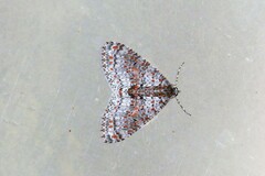 Trichopterigia sanguinipunctata