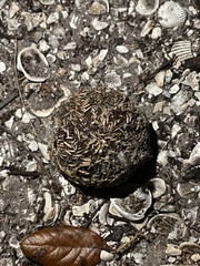 Lytechinus variegatus