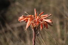 Aloe maculata