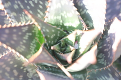 Aloe maculata