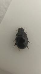 Coelostoma vitalisi
