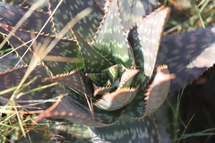 Aloe maculata