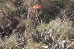 Aloe maculata