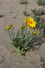 Leptosyne calliopsidea