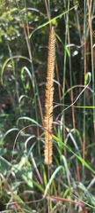 Setaria sphacelata