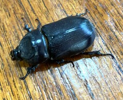 Oryctes rhinoceros