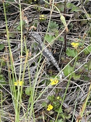 Amphibolurinae