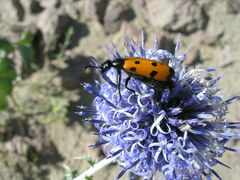 Mylabris quadripunctata