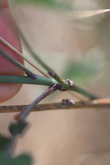 Brassica fruticulosa