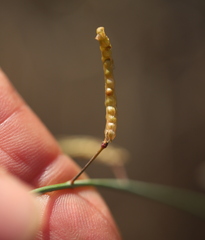 Brassica fruticulosa