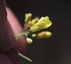 Brassica fruticulosa