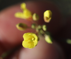 Brassica fruticulosa